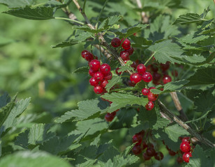 bush of red currants