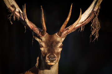 Red Deer close-up