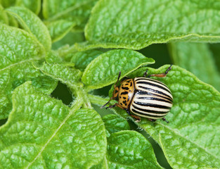Colorado bug on potato leaves