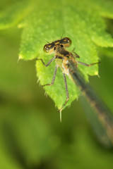 Adult dragonfly on green plant