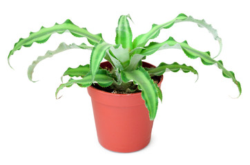 Plant in pot isolated on white background