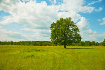 Fototapeta na wymiar Tree alone growing in field - oak