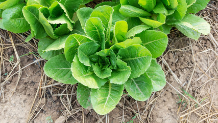 Cos lettuce in the vegetable garden.