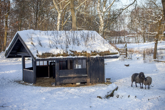 Cheeps outside their feeding house in winter time