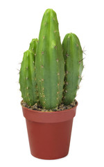 Few decorative cactus in one pot