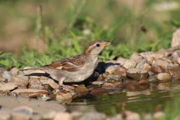young sparrow at water and drink