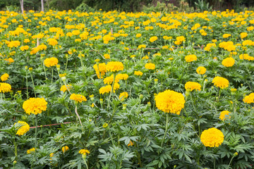 Obraz premium Yellow Marigolds flower