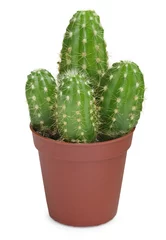 Foto op Plexiglas Cactus in pot Cactus on white