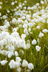 Marsh vegetation - cotton grass