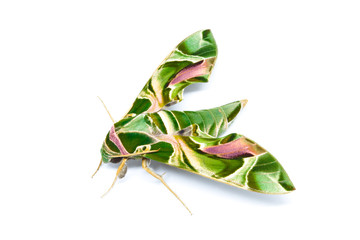 Moth Guard Month wraps and Oleander Hawk moth