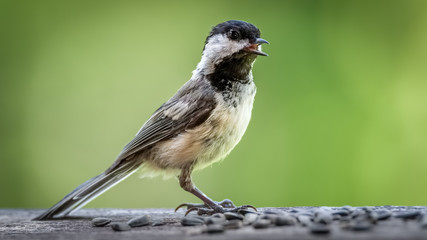 Black-capped chickadee eating sunflower seeds on a railing isolated against a green background