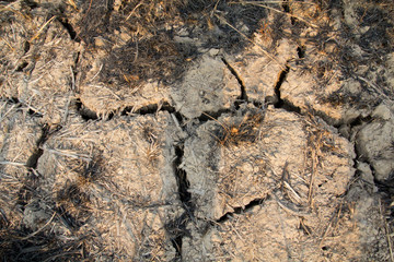 crack and dry surface of rice field