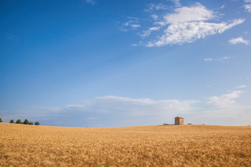 Fototapeta na wymiar Wheat field in famous Provence, south of France.