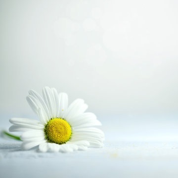 Fototapeta  kwiaty rumianku