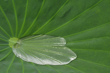 Lotus leaf and water drop