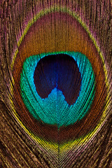 Obraz premium Vertical background of peacock bright and colorful feathers close-up.