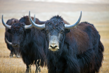 Wild adult male Yak is in the desert