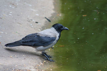 Hooded crow on the bank