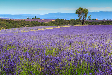 Beautiful lavender fields in Provence,Valensole,France,Europe