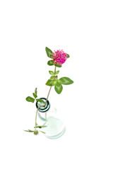 Wiesen-Klee