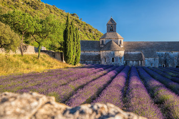 Lavender fields at Senanque monastery in Provence, France