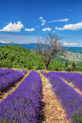 Fototapeta na wymiar Lavender field in Provence, near the Sault town in France
