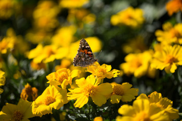 Fototapeta premium Distelfalter auf Ringelblume