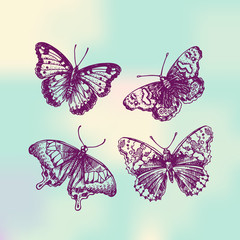 sketch of butterflies