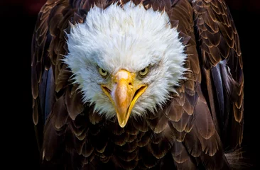 Abwaschbare Fototapete Adler Ein wütender nordamerikanischer Weißkopfseeadler
