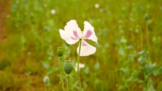 Movement of white poppy flower in the wind. Filed with green poppy heads in background. Papaver somniferum is the type of poppy from which opium and many refined opiates are extracted. 