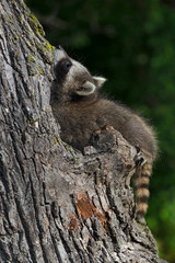 Young Raccoon (Procyon lotor) Tree Contortions