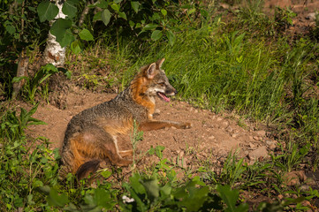 Grey Fox Vixen (Urocyon cinereoargenteus) Lies in Sun
