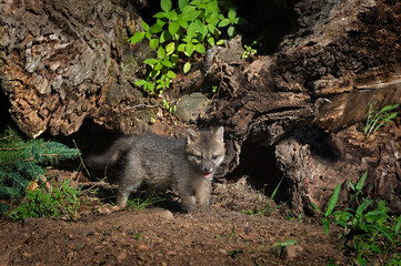 Grey Fox Kit (Urocyon cinereoargenteus) Stands By Log