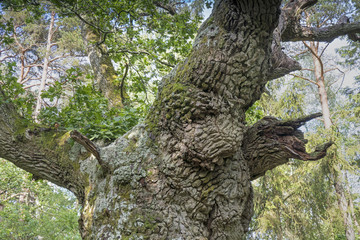 Obraz premium Trolleken, tausendjährige Eiche im Trollskogen auf Öland, Schweden, Detailansicht