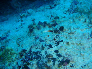 マレーシアの三匹のハタタテハゼ