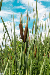 Sch&ouml;ne Rohrkolben am Seeufer.