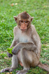 Singe, Macaque crabier de Thaïlande