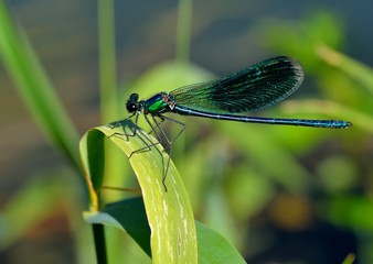 Calopteryx Virgo