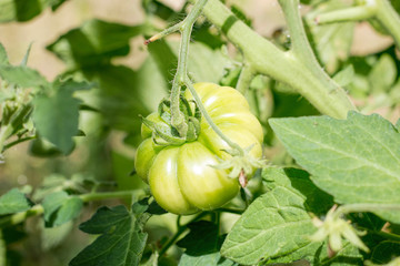 Growing beef tomato. Green unripe