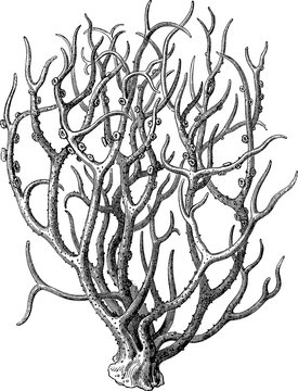 Coral Engraving Images – Browse 4,665 Stock Photos, Vectors, and Video ...