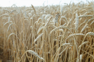 wheat ear background