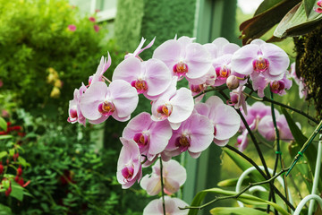 Naklejka na ściany i meble orchids,orchids purple ,orchids purple Is considered the queen of flowers in Thailand