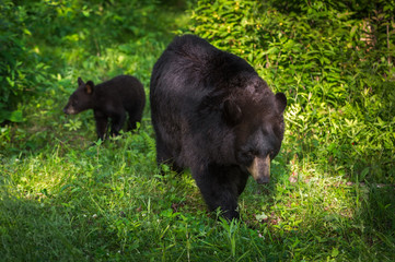 Black Bear (Ursus americanus) With Cub in Background