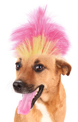 Dog with crazy troll hair