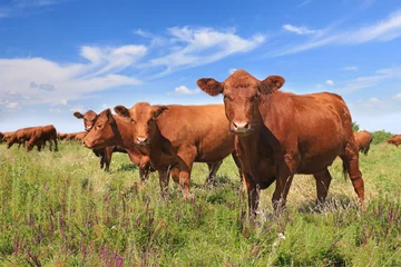 Papier Peint photo Lavable Vache Vaches qui paissent dans les pâturages