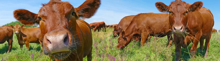 Selbstklebende Fototapete Kuh Kühe grasen auf der Weide
