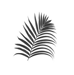 black leaves of palm tree isolated on white background