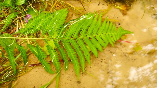 Green leaf of fern in spring of crystal watter, movement on water level