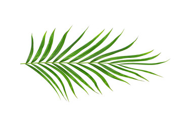 Green leaves of palm tree isolated on white background