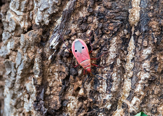 Small insect red blue color holding bark tree